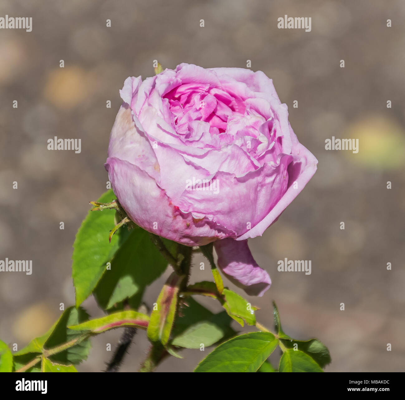 Rosa 'Belle Amour' in Dunedin Botanical Garden, New Zealand Stock Photo
