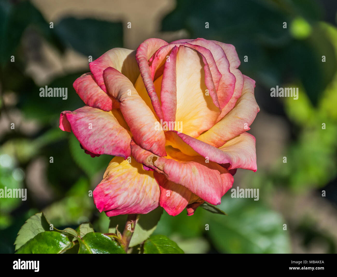Rosa 'Sheila's Perfect' in Dunedin Botanical Garden, New Zealand Stock Photo