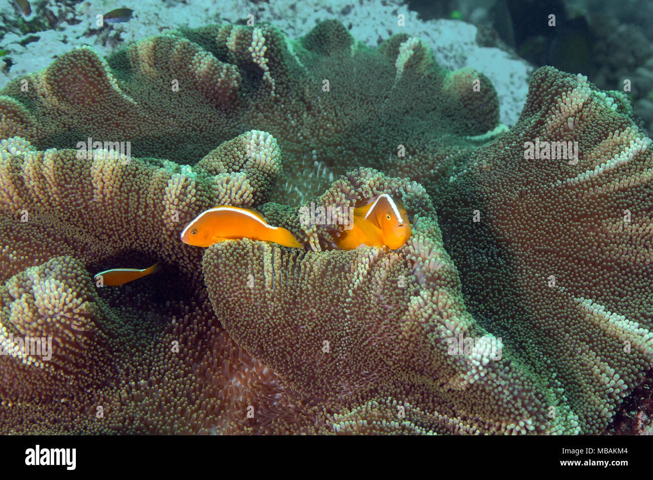 Beautiful anemones and orange anemonefishes (Amphiprion sandaracinos). Picture was taken in the Ceram sea, Raja Ampat, West Papua, Indonesia Stock Photo