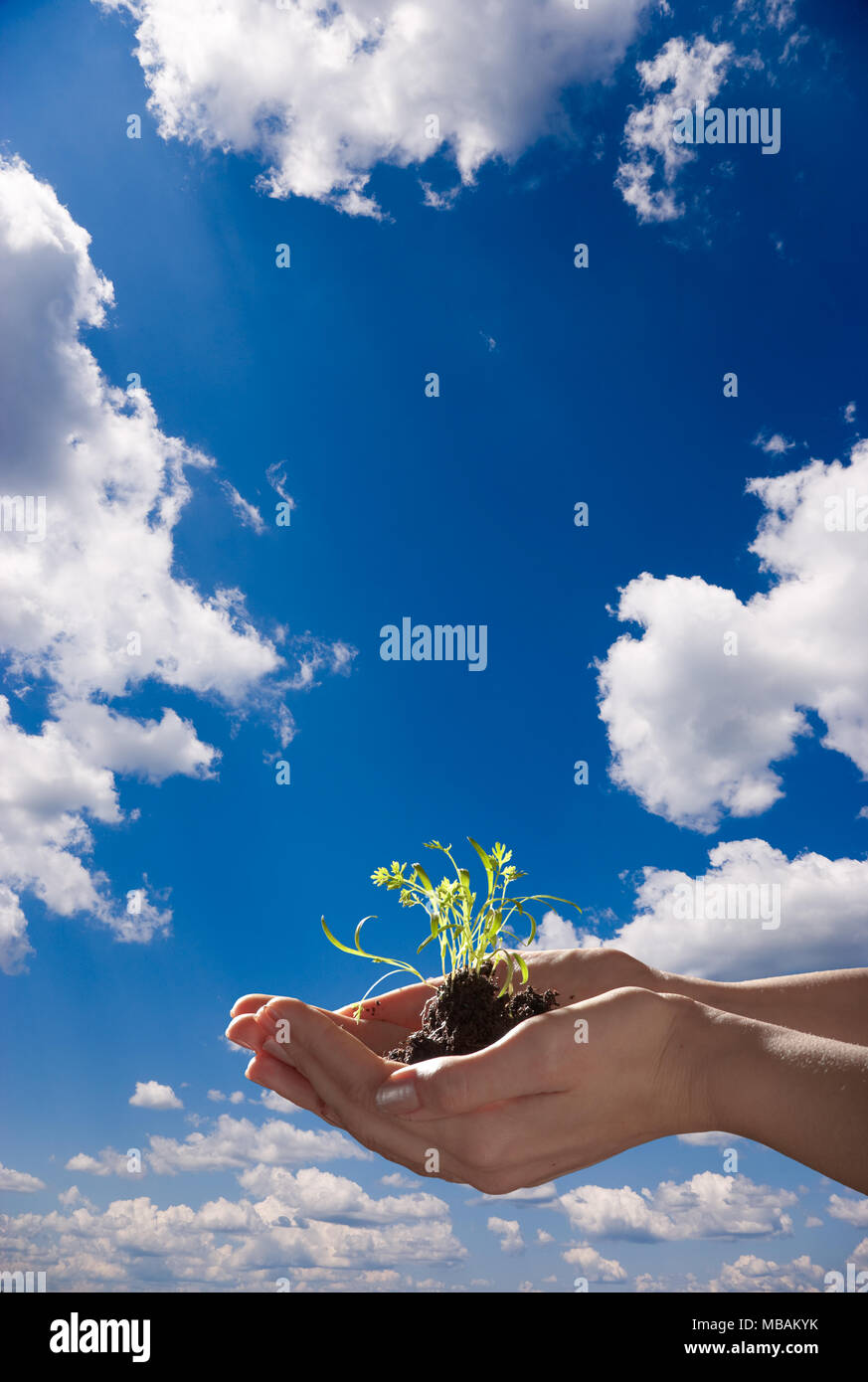 Hands holding green shoots on a sunny day, blue sky with cumulus clouds in background Stock Photo