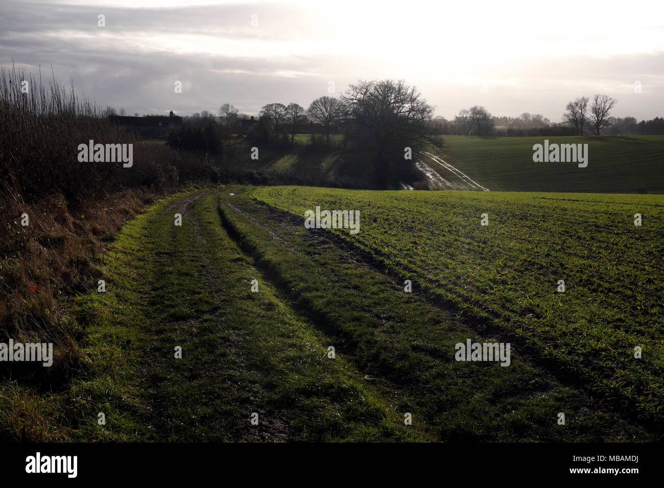 Arable field, Shropshire, England, UK Stock Photo Alamy