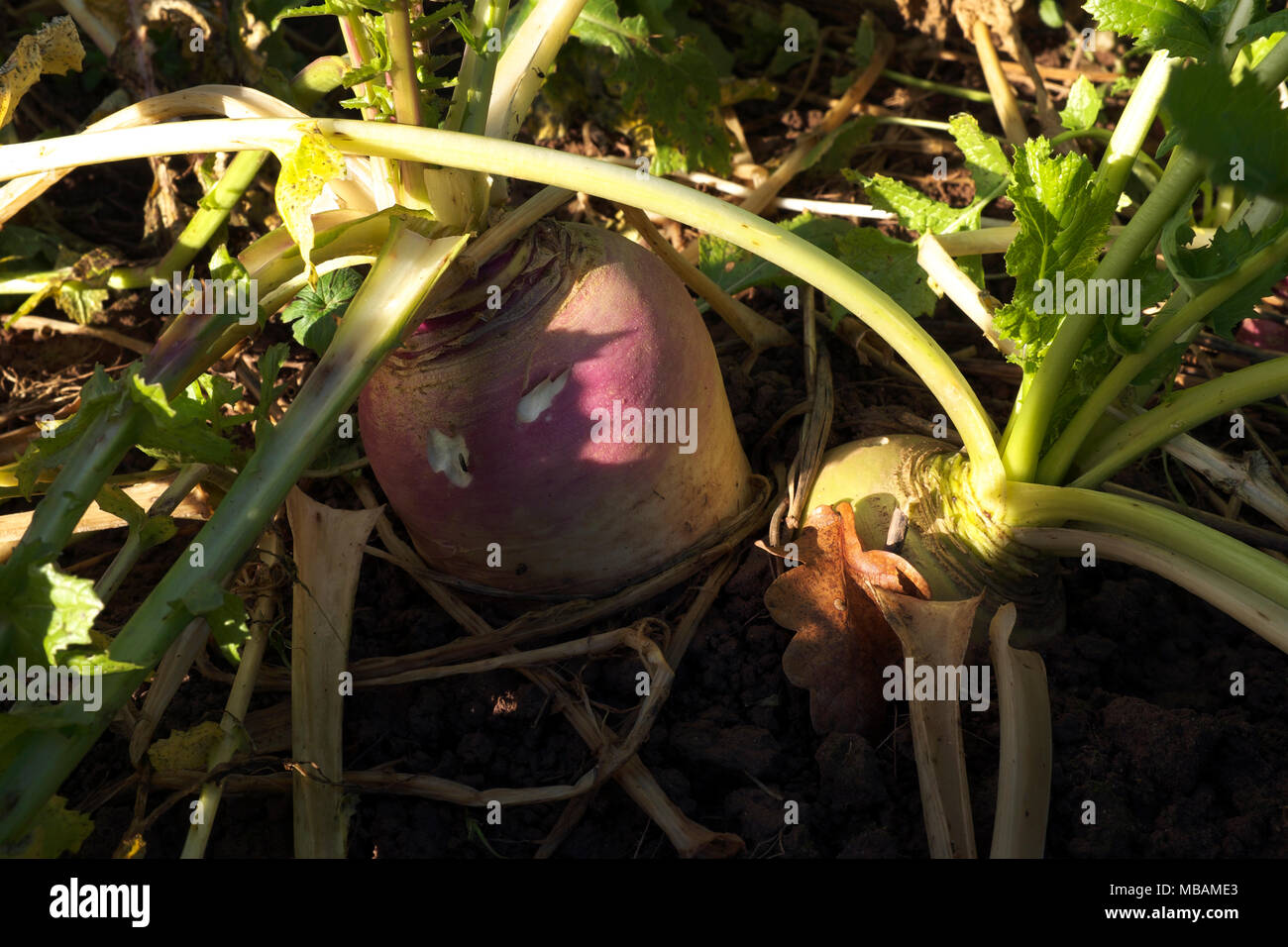 Stubble turnip field hires stock photography and images Alamy