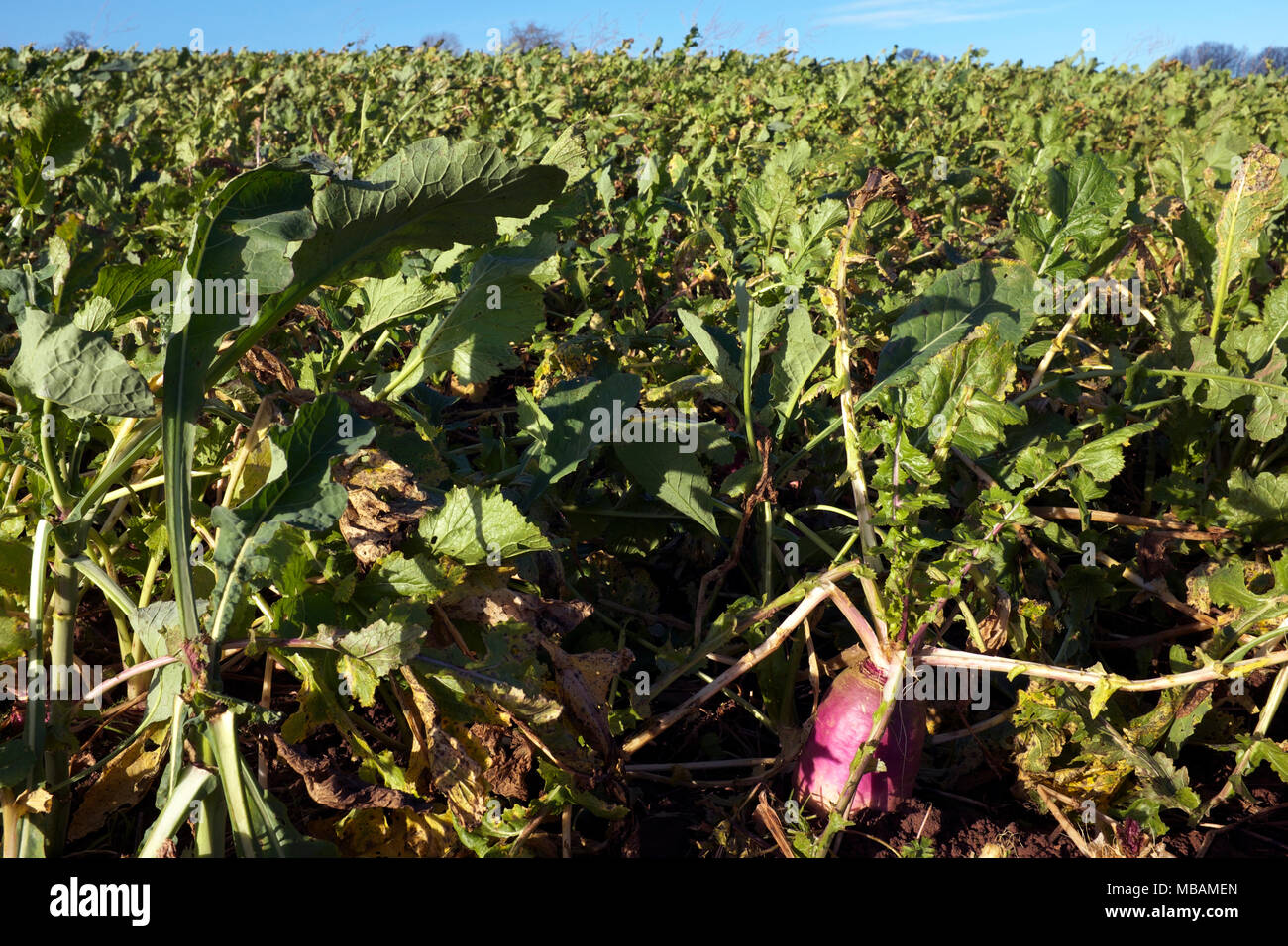 Stubble crop turnips hires stock photography and images Alamy