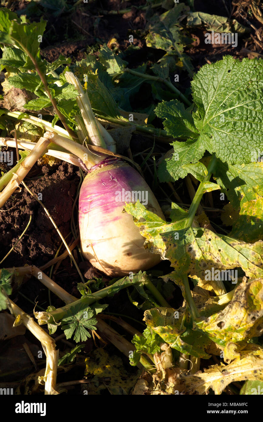 Stubble turnips, Shropshire, England, UK Stock Photo Alamy