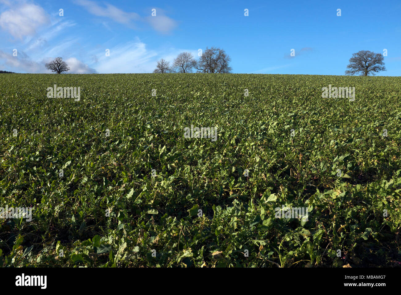 Stubble crop turnips hires stock photography and images Alamy
