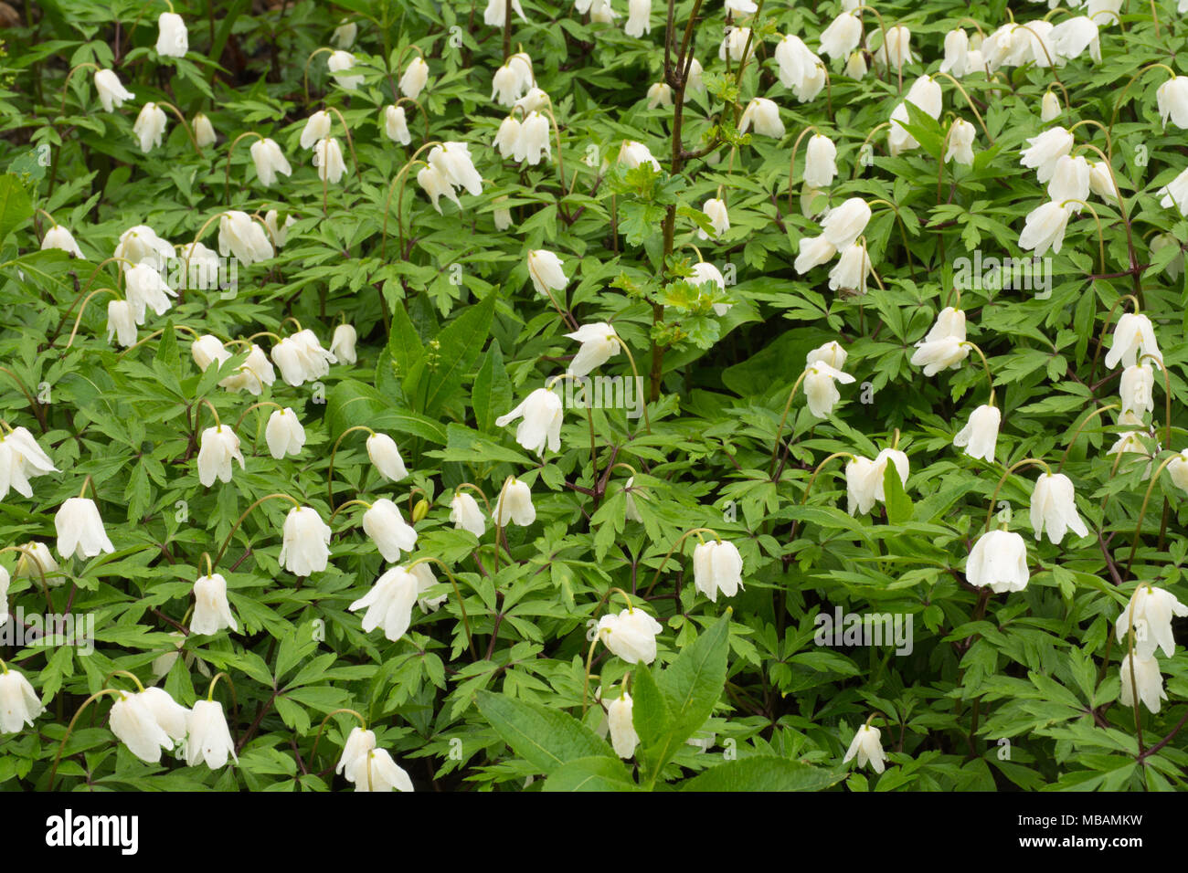 Wood anemones (Anemone nemorosa) in Spring in ancient woodland in Hampshire, UK Stock Photo