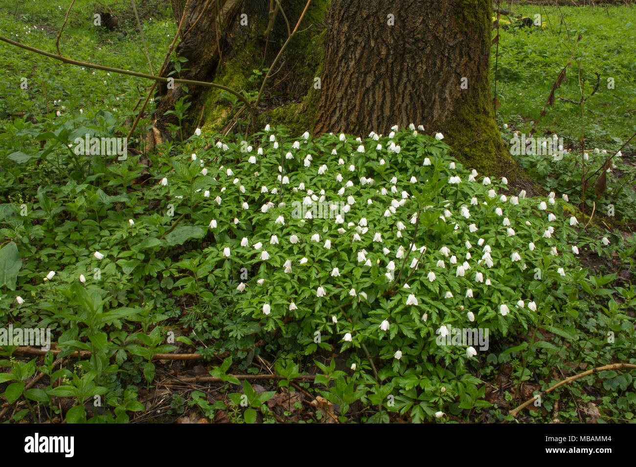 Wood anemones (Anemone nemorosa) in Spring in ancient woodland in Hampshire, UK Stock Photo