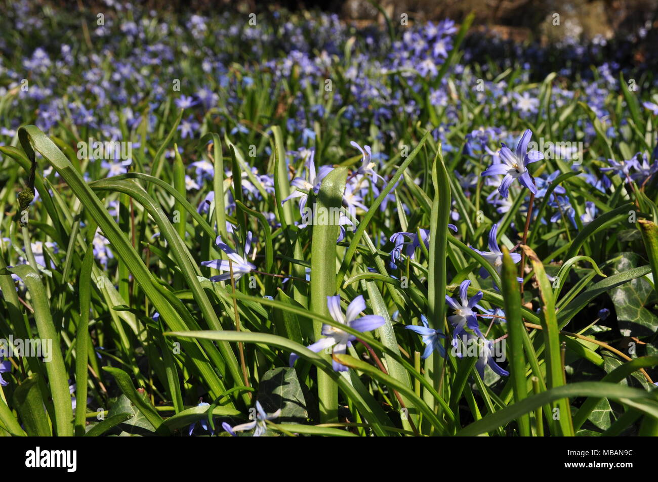 Sea of violet spring squills, Frankfurt, Germany Stock Photo