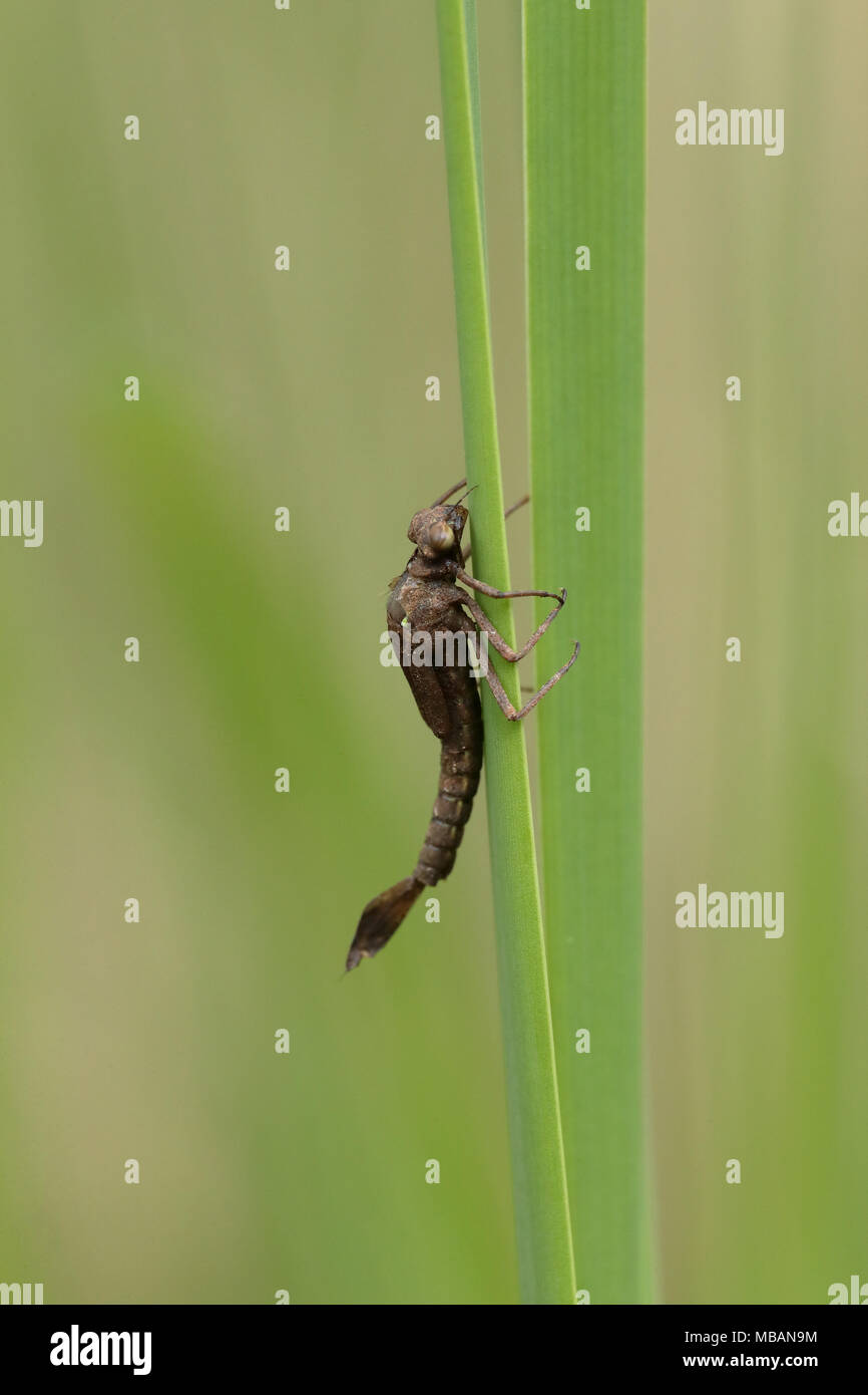 Damselfly emerging sequence (5 shots) Stock Photo