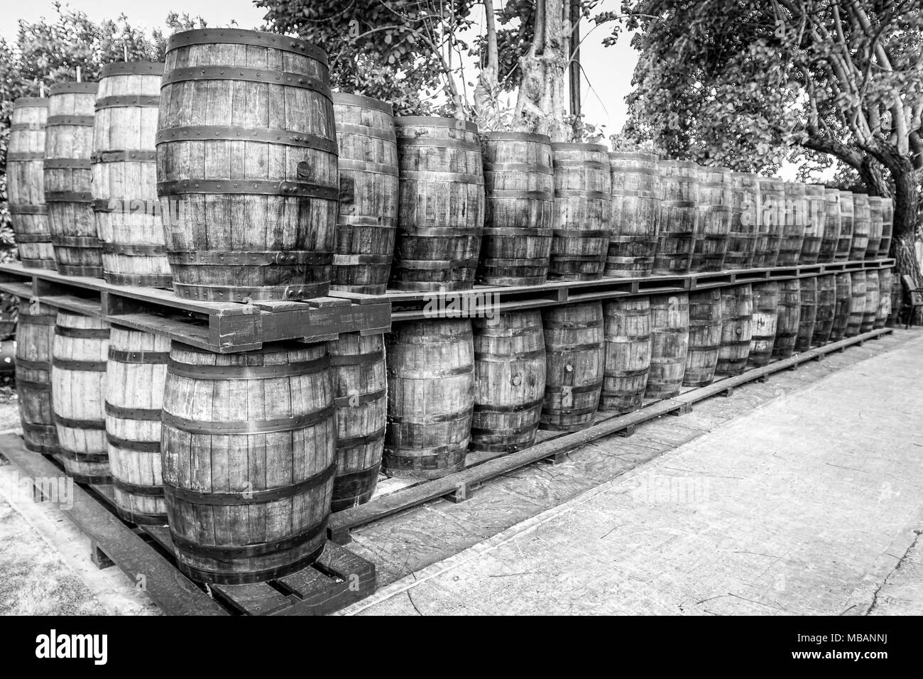 Rum barrels stacked on the premises of a rum distillery. Stock Photo