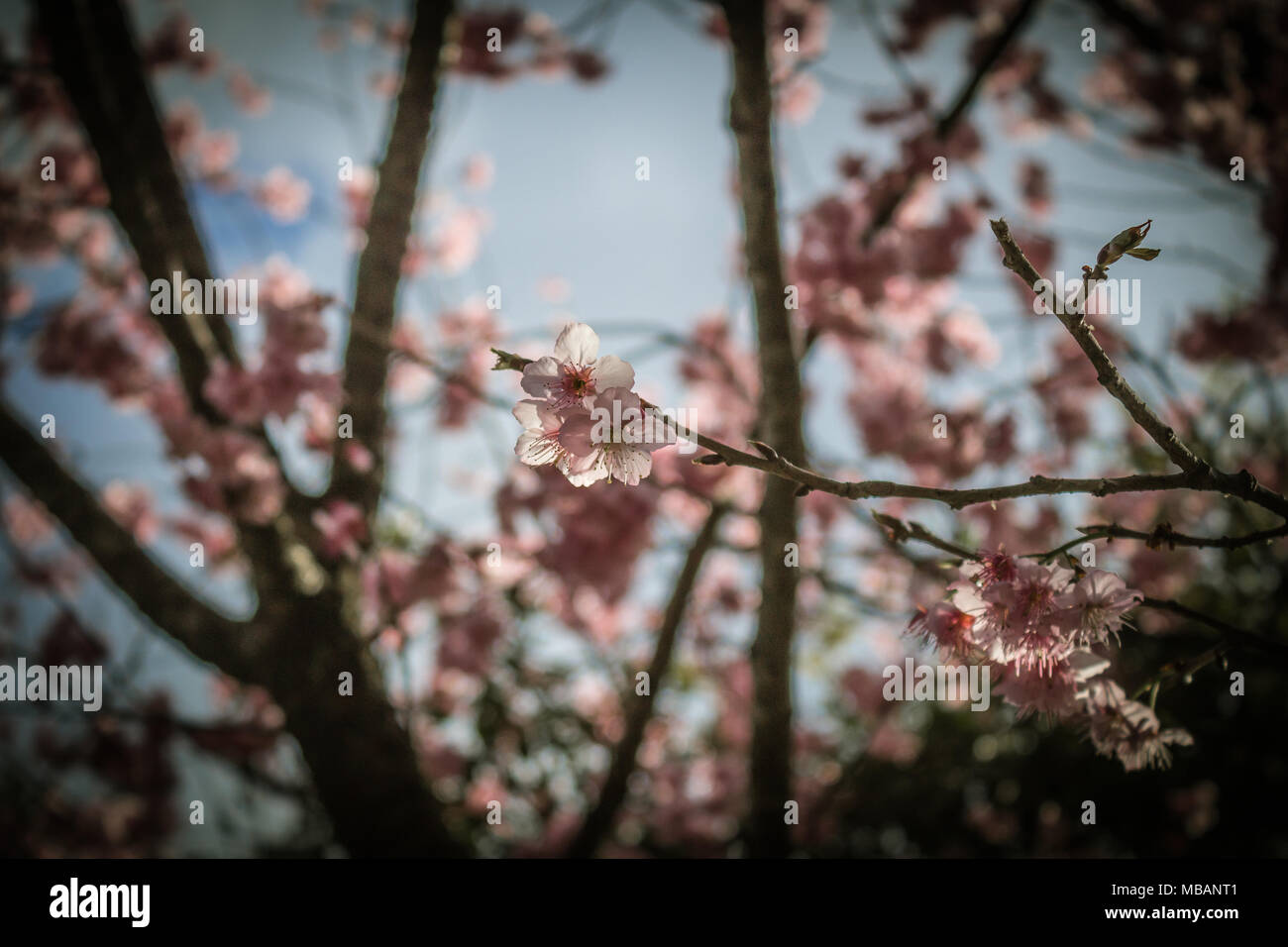 A japanese cherry blossom on a tree Stock Photo