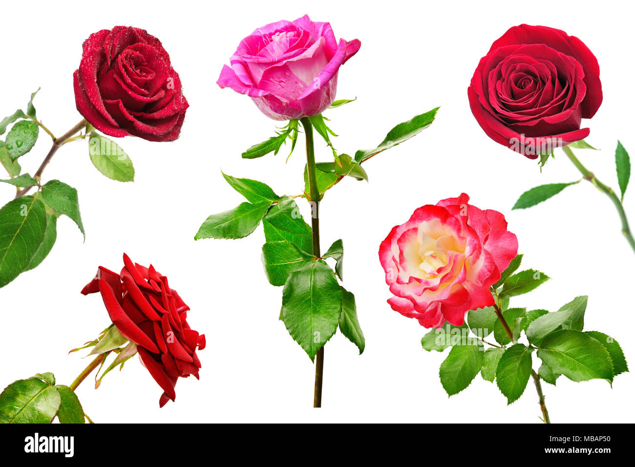Set of beautiful red roses isolated on white background. Beauty in nature from different angles. Stock Photo