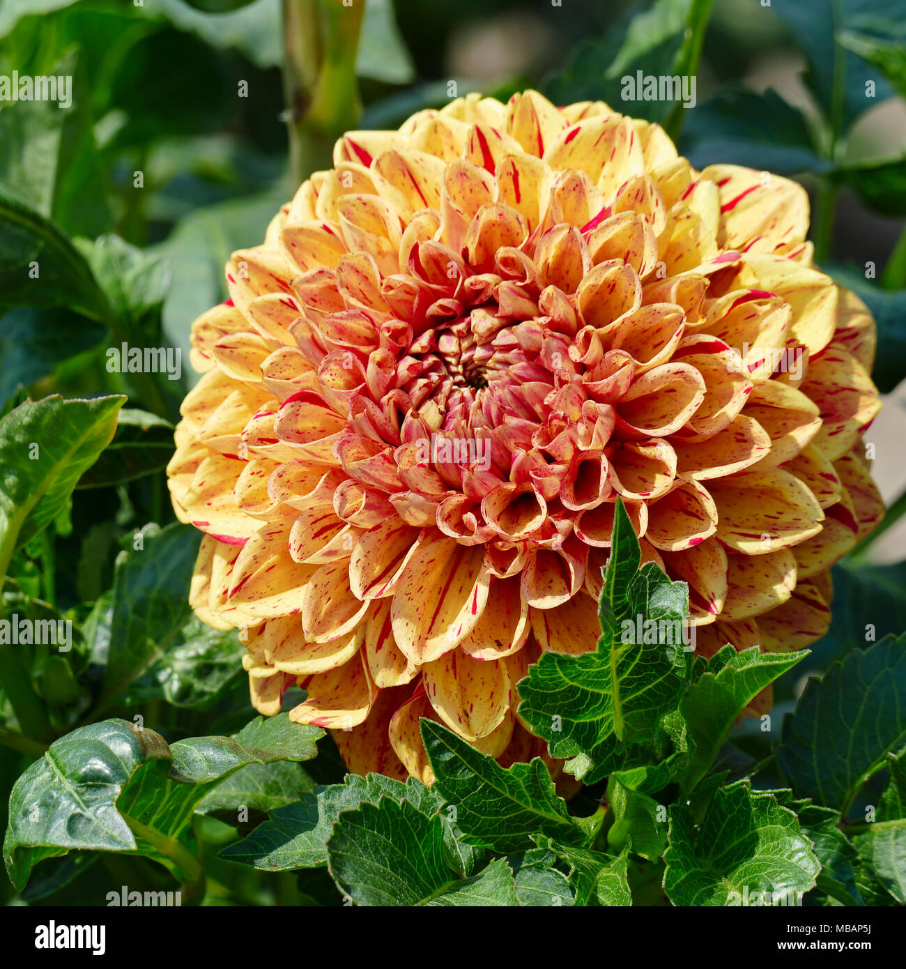 Bright yellow dahlias in the flowerbed in the park. Floral background. Stock Photo