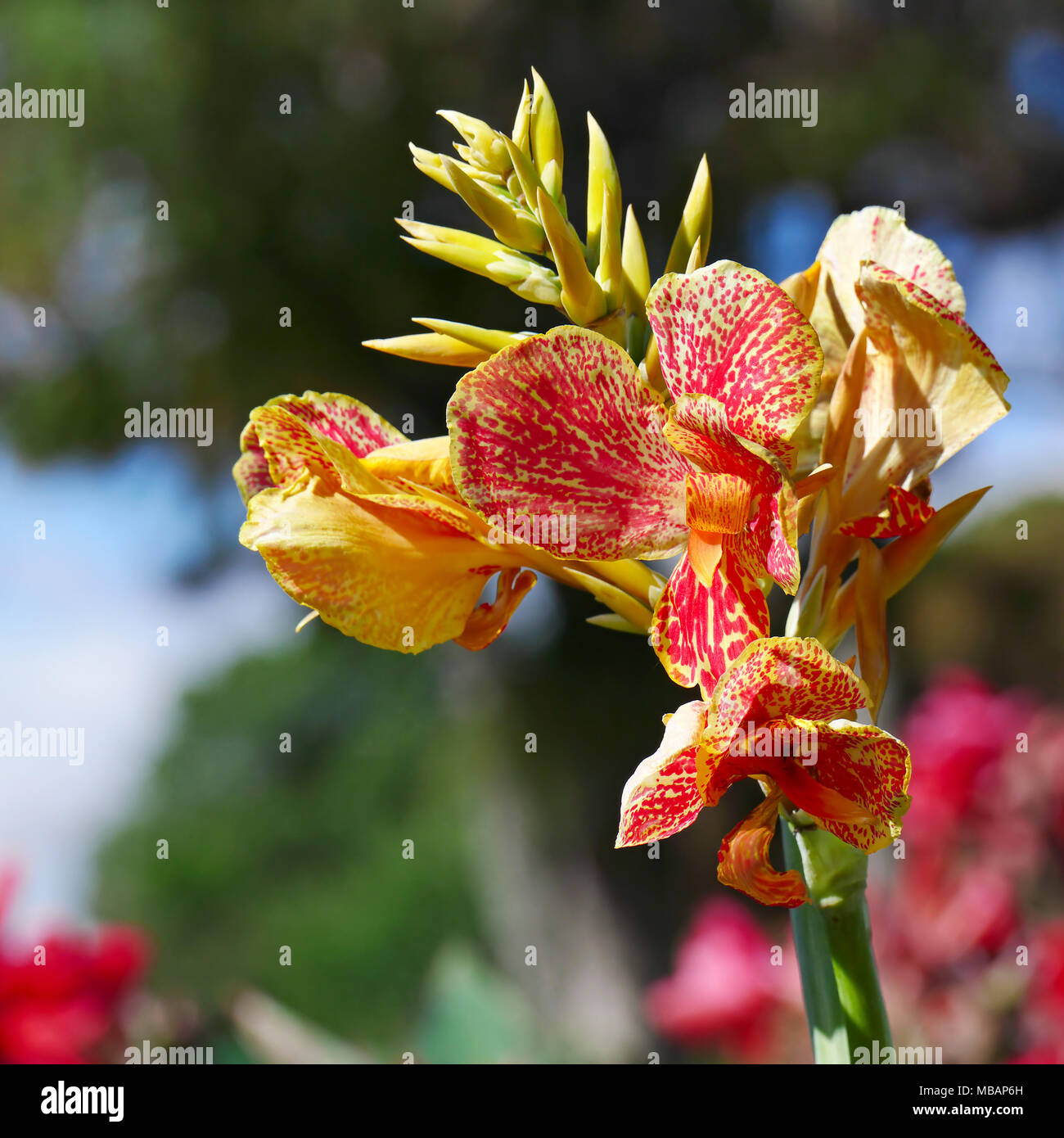 Magnificent large flower canna on background flowerbed. Stock Photo