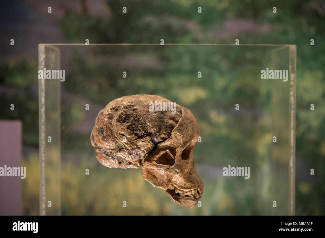 Parzial juveniles skull of hominin Australopithecines, Australopitecus africanus, Taung, South Africa, 2-3 million years old. Nairobi National Museum Stock Photo