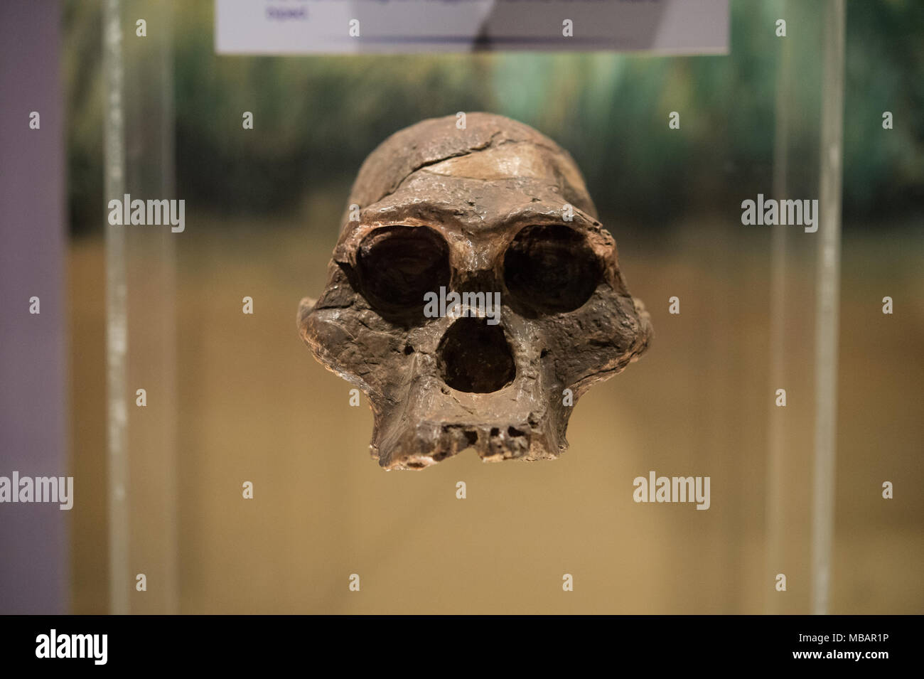 Skull of australopithecines (hominin), Australopitecus africanus, Sterkfontein Caves, South Africa. 2,1 million years old. Nairobi National Museum Stock Photo