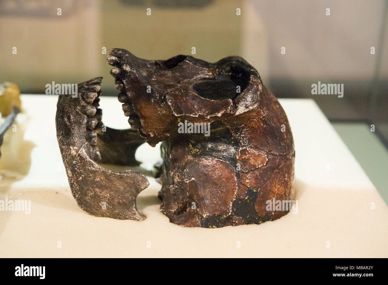 Skull of hominid, Homo erectus, East of Lake Turkana, Kenya, Africa. 1,8 million years old. Nairobi National Museum, Nairobi, Kenia, Africa Stock Photo