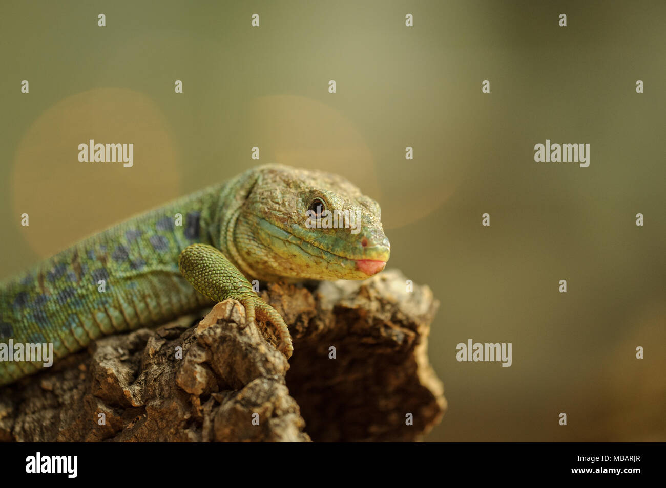 Ocellated lizard from side Stock Photo - Alamy