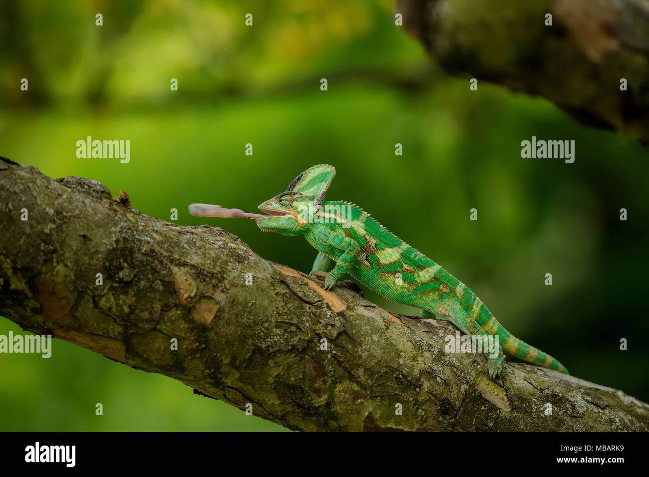 Chameleon on tree hunting home cricket Stock Photo