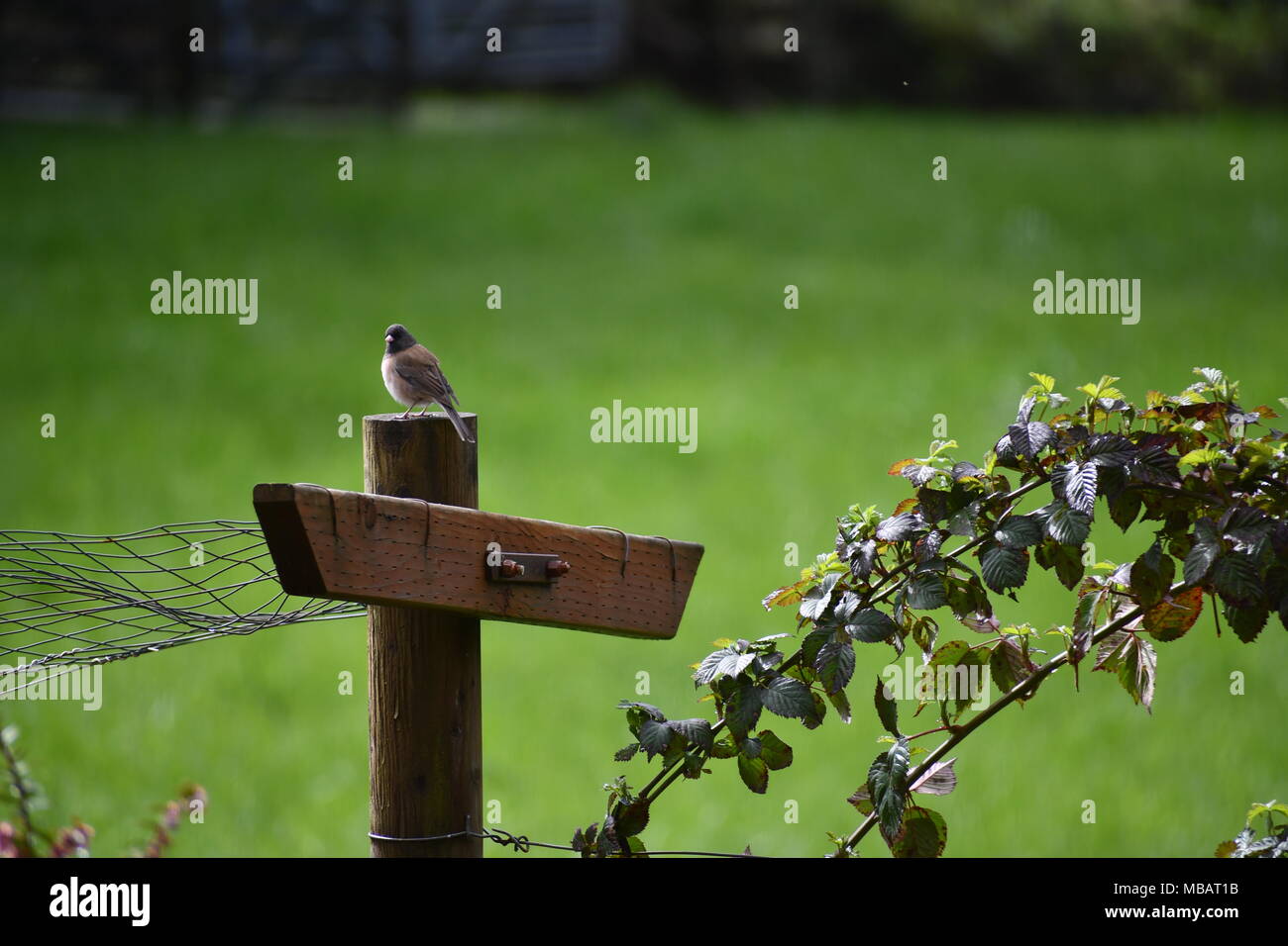 A Junco Sitting On A Wooden Post Waiting For A Chance To Have His