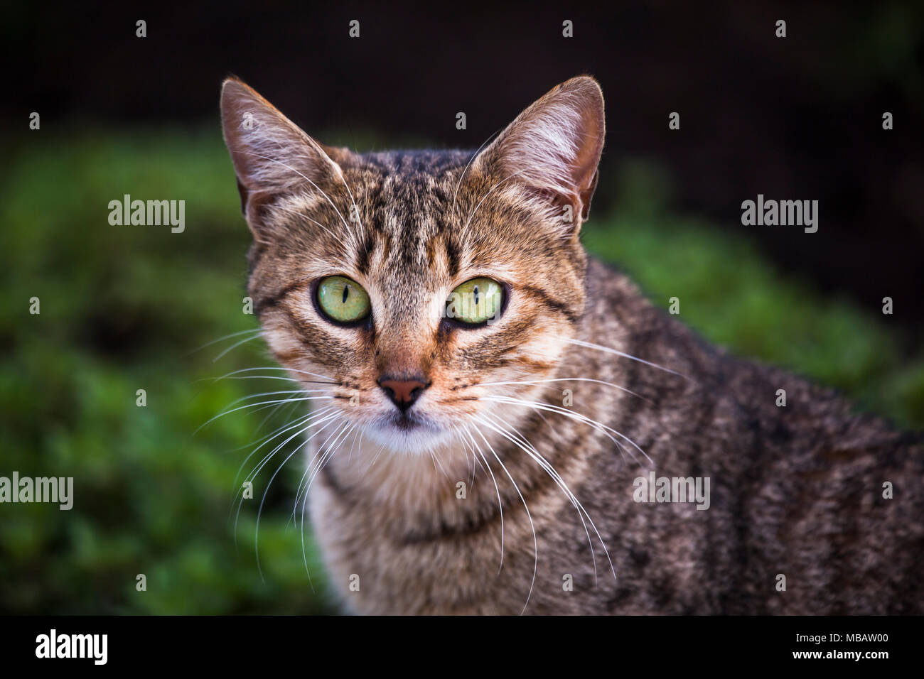 Tabby cat, green eyes, looking straight ahead Stock Photo - Alamy