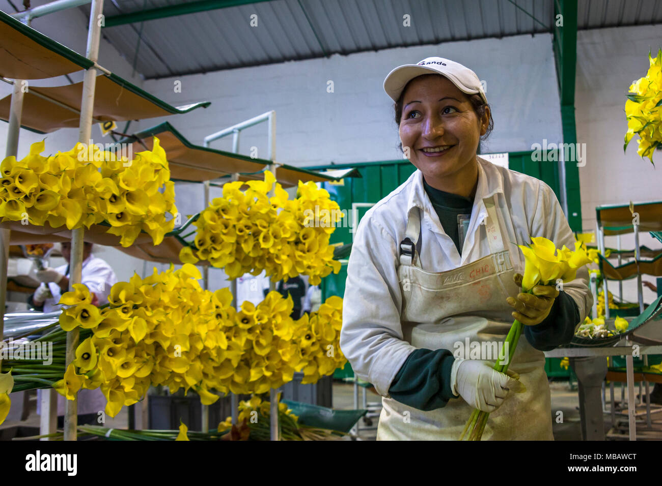 Guayllabamba, Ecuador - 15 May 2016: Women unidentified in an industrial plant, sorting calla lily flowers for packing for sale. Stock Photo