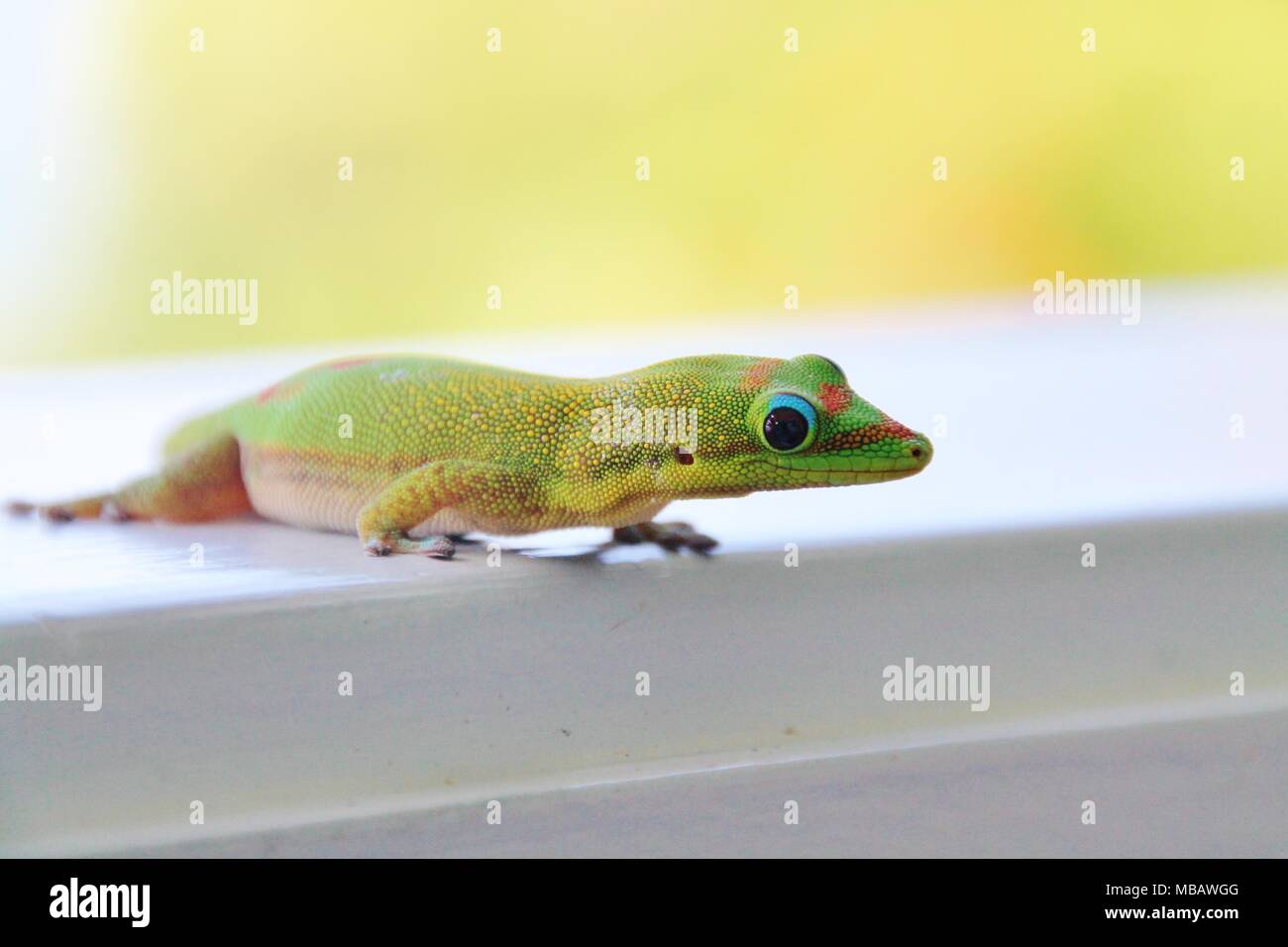 Gold dust day gecko Stock Photo