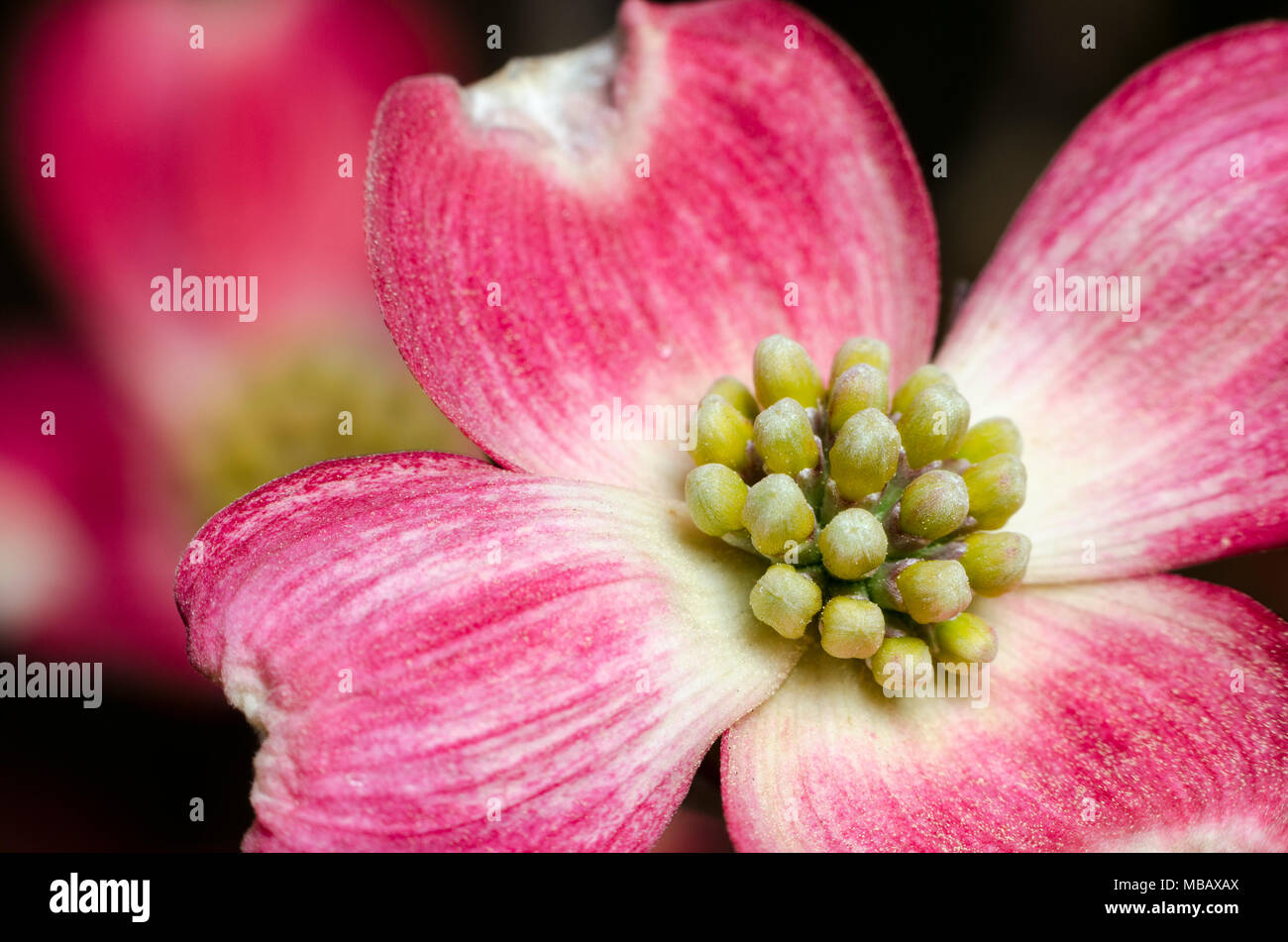 Pink flowering dogwood hi-res stock photography and images - Alamy