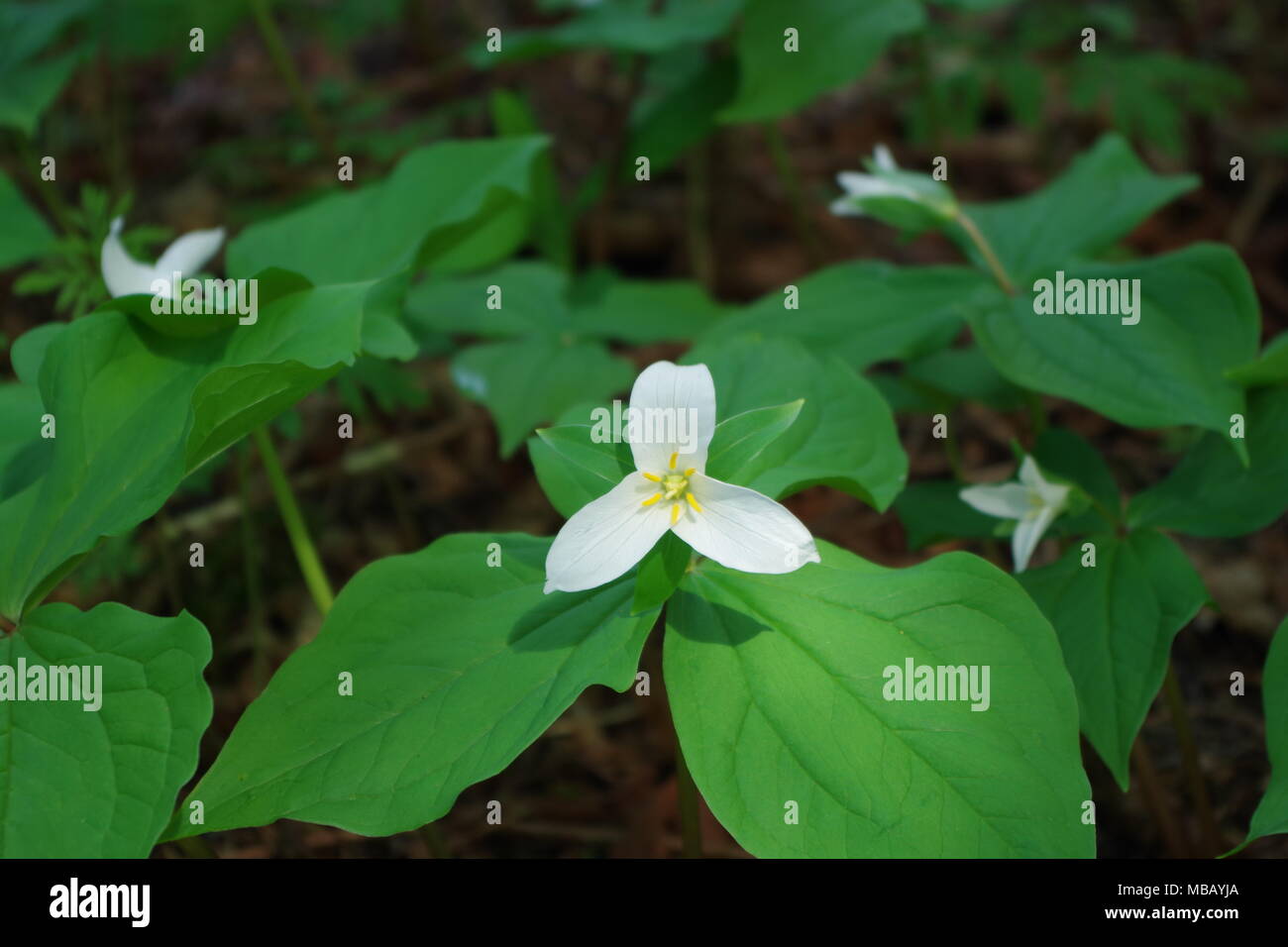 White Trillium flowers covering the forest floor. Stock Photo