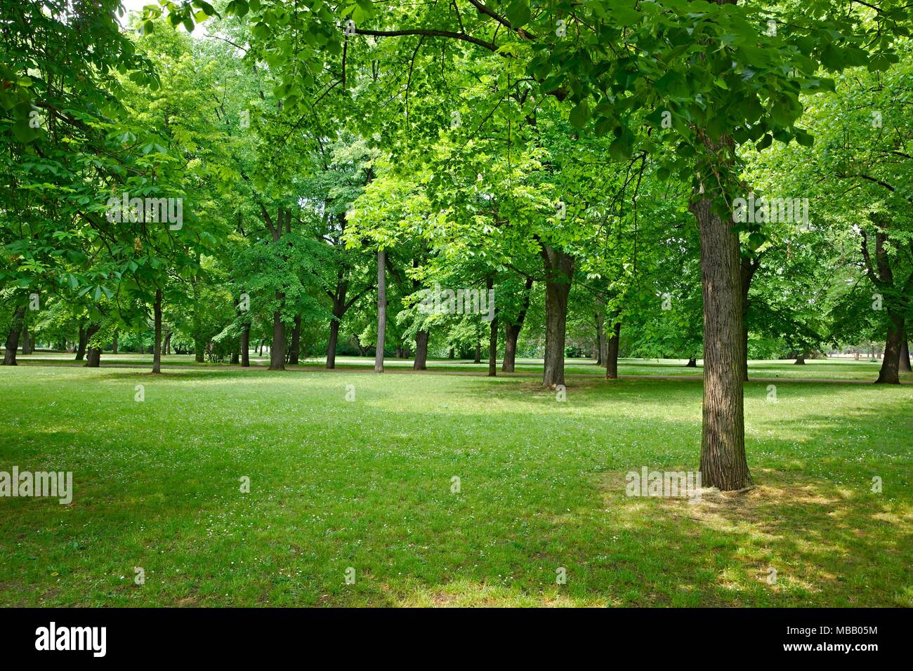 Green trees in a park Stock Photo