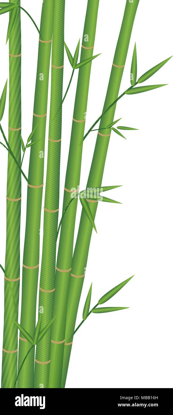 bamboo japan style on a white background Stock Vector