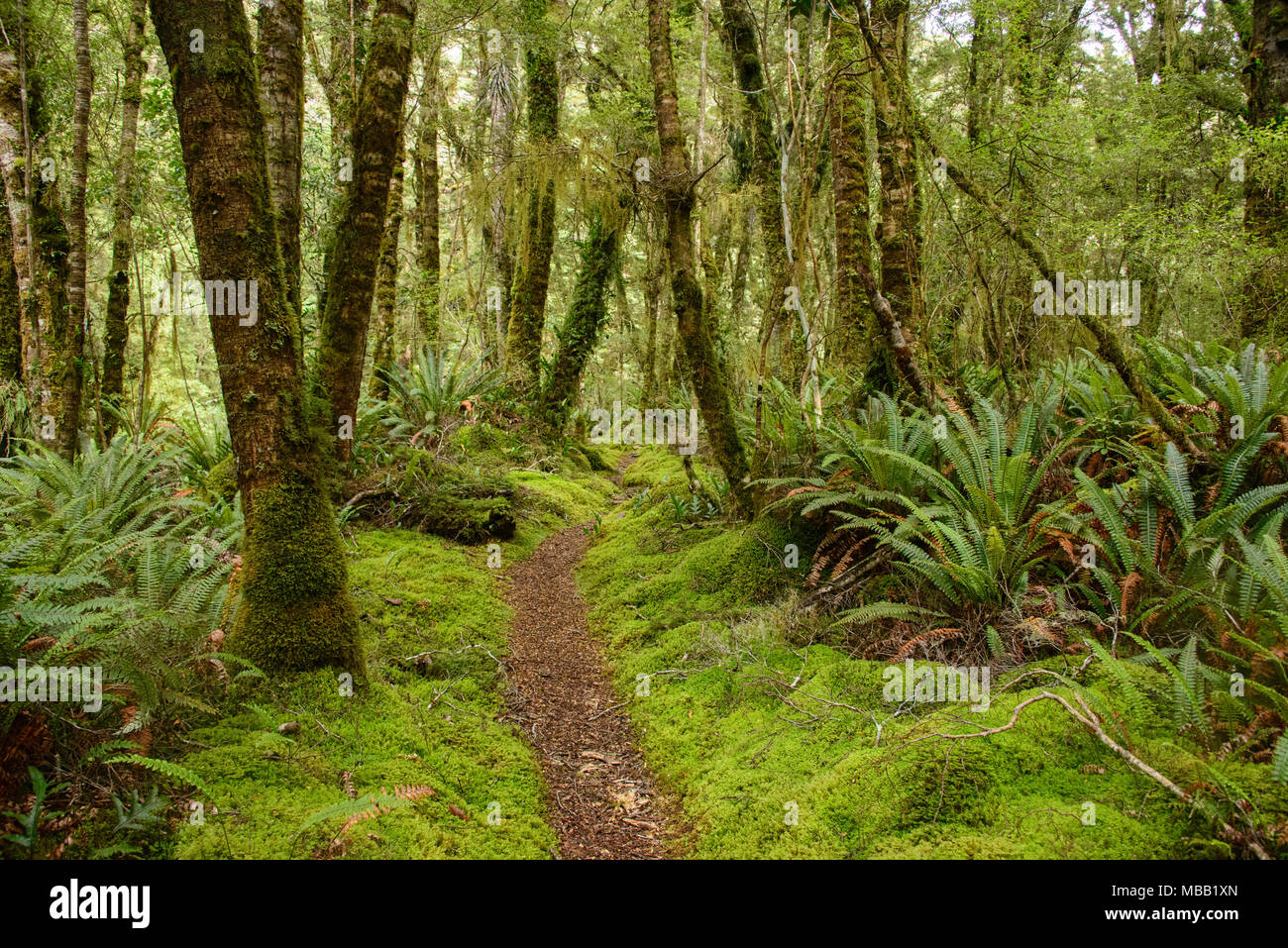 Jungle at the Catlins River Trail, New Zealand Stock Photo - Alamy