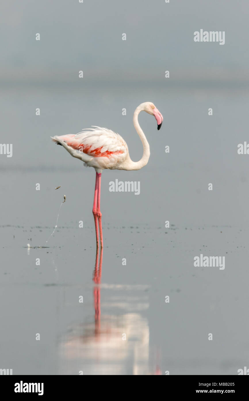 The greater flamingo (Phoenicopterus roseus) found around Pune at Bhigwan Bird Sanctuary, Maharashtra, India. Stock Photo