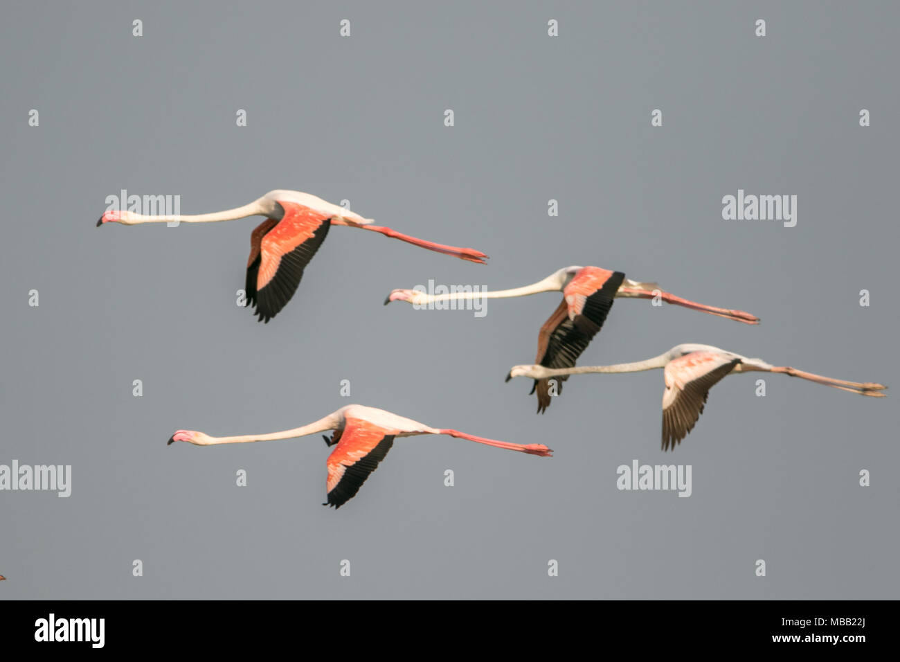 The greater flamingo (Phoenicopterus roseus) found around Pune at Bhigwan Bird Sanctuary, Maharashtra, India. Stock Photo