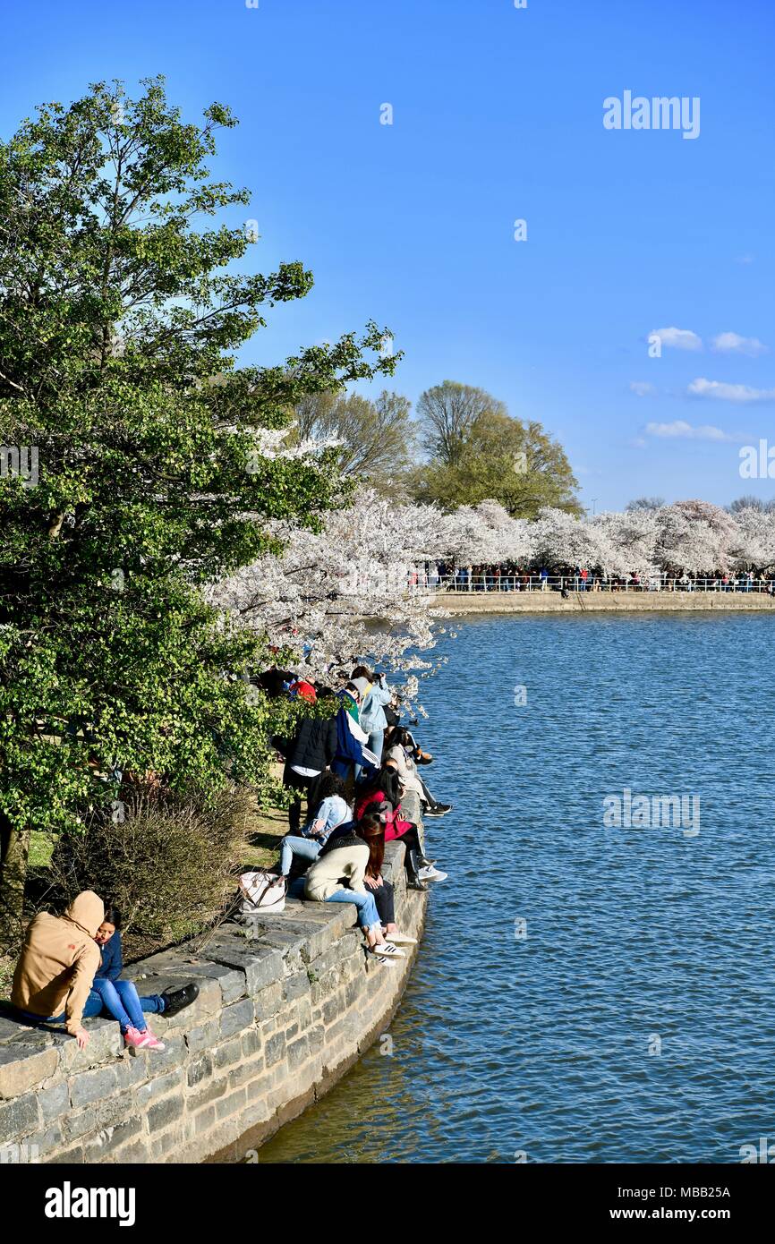 The Tidal Basin during peak bloom of the cherry blossom festival ...