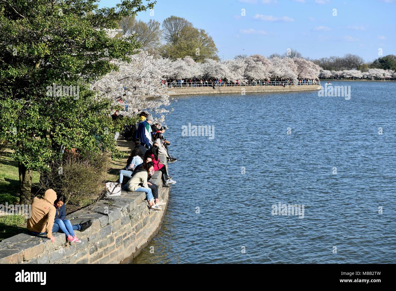 The Tidal Basin during peak bloom of the cherry blossom festival ...