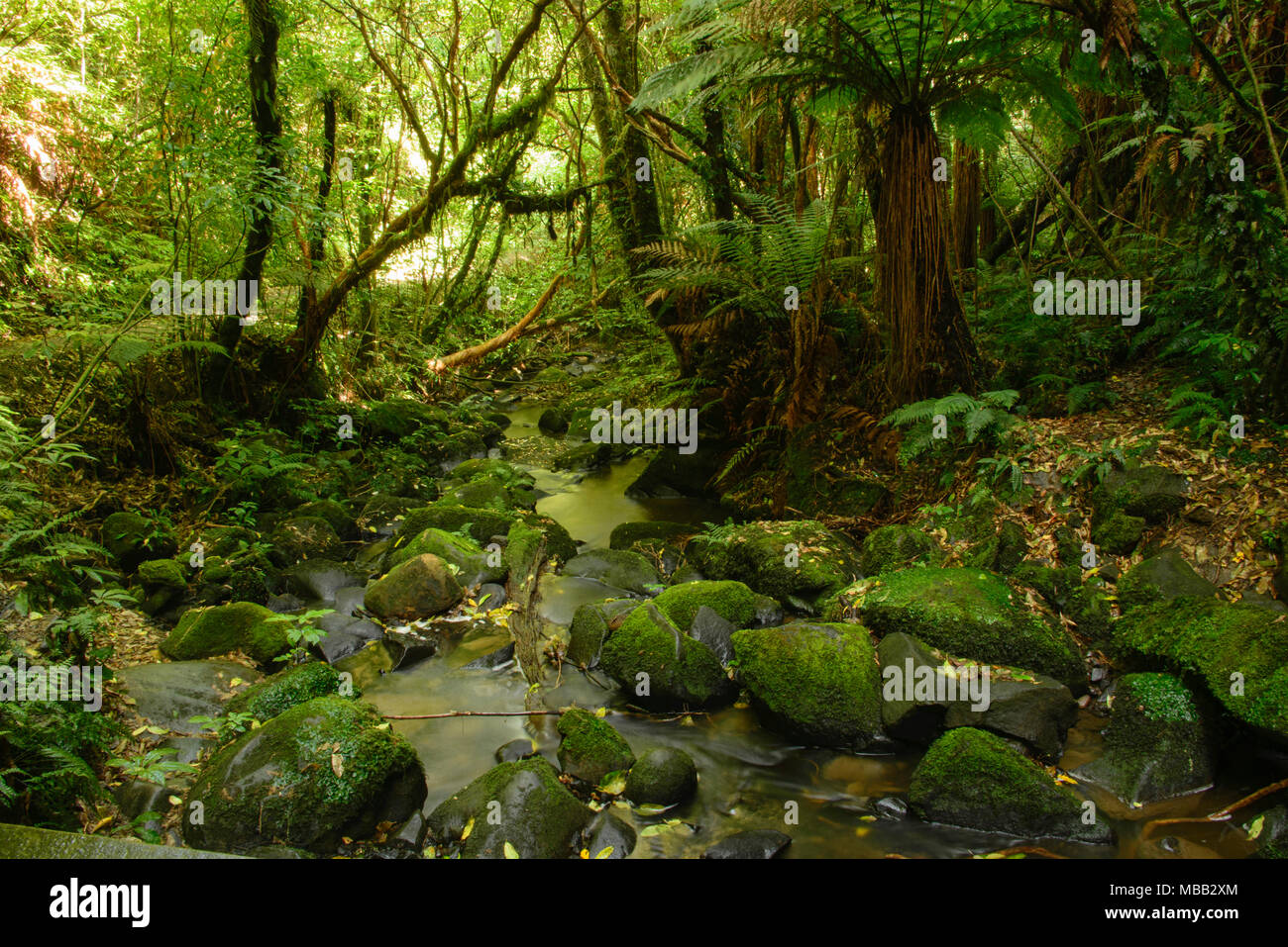 Matai Falls in the Catlins, New Zealand Stock Photo