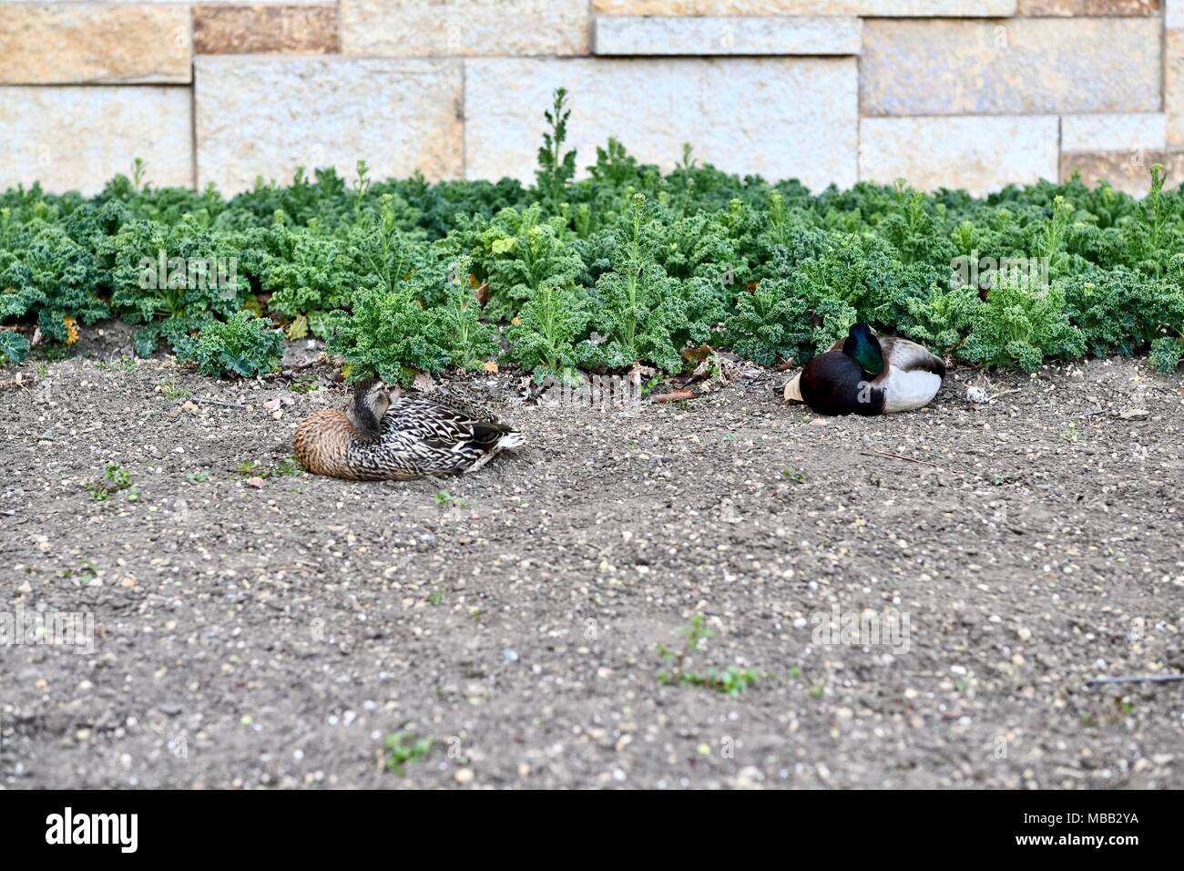 Mallard ducks (Anas platyrhynchos) laying next to a Smithsonian Institution building in Washington DC, USA Stock Photo