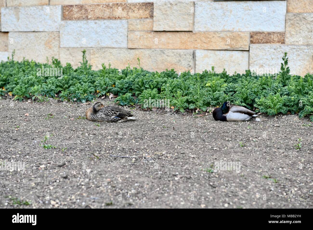 Mallard ducks (Anas platyrhynchos) laying next to a Smithsonian Institution building in Washington DC, USA Stock Photo