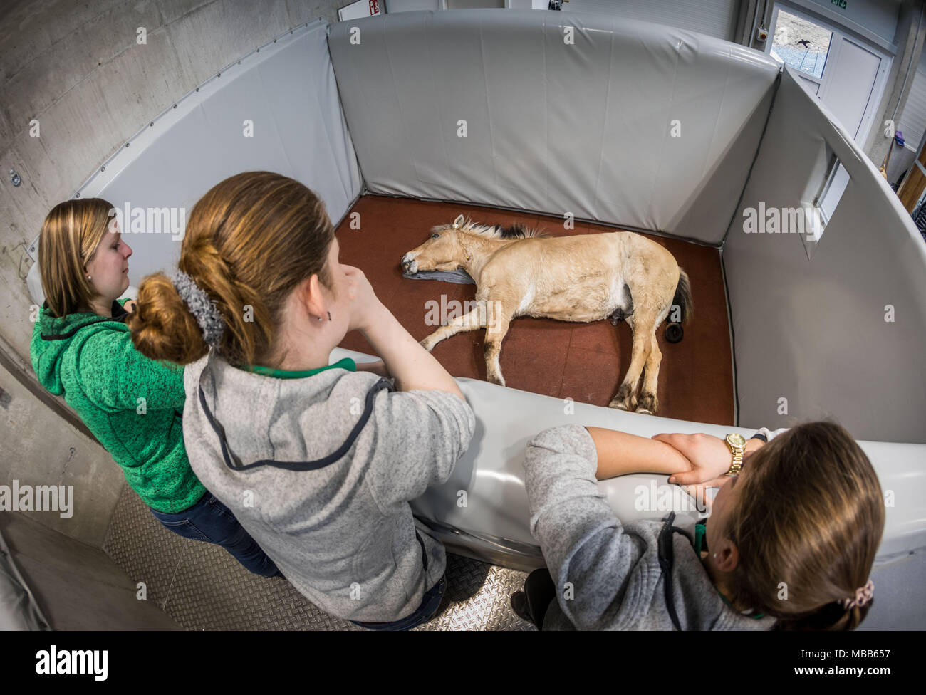 29 March 2018, Germany, Linsengericht: Veterinary nurses watch the waking process of the 28-year-old Rasputin, a Norwegian Fjord Horse, after the radiation at the horse clinic Equinox. At the facility, which was opened last autumn, horses' and other small animals' tumours can be irradiated when other treatment methods did not work. Photo: Frank Rumpenhorst/dpa Stock Photo