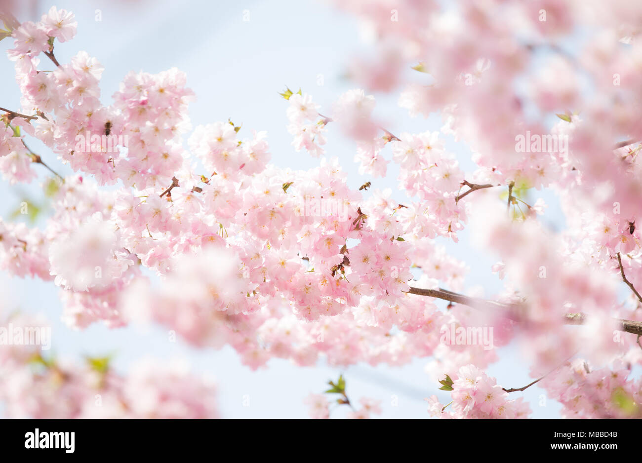 10 April 2018, Germany, Bad Rothenfelde: Cherry blossoms on a cherry tree. Photo: Friso Gentsch/dpa Stock Photo