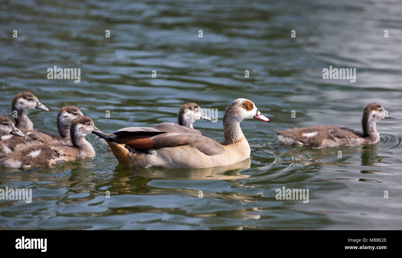 10 April 2018, Germany, Bad Rothenfelde: Egyptian geese and their babies swim on a pond. Photo: Friso Gentsch/dpa Stock Photo
