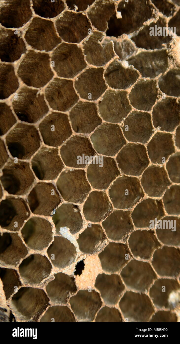 Abandoned wasp nest in forest Stock Photo - Alamy