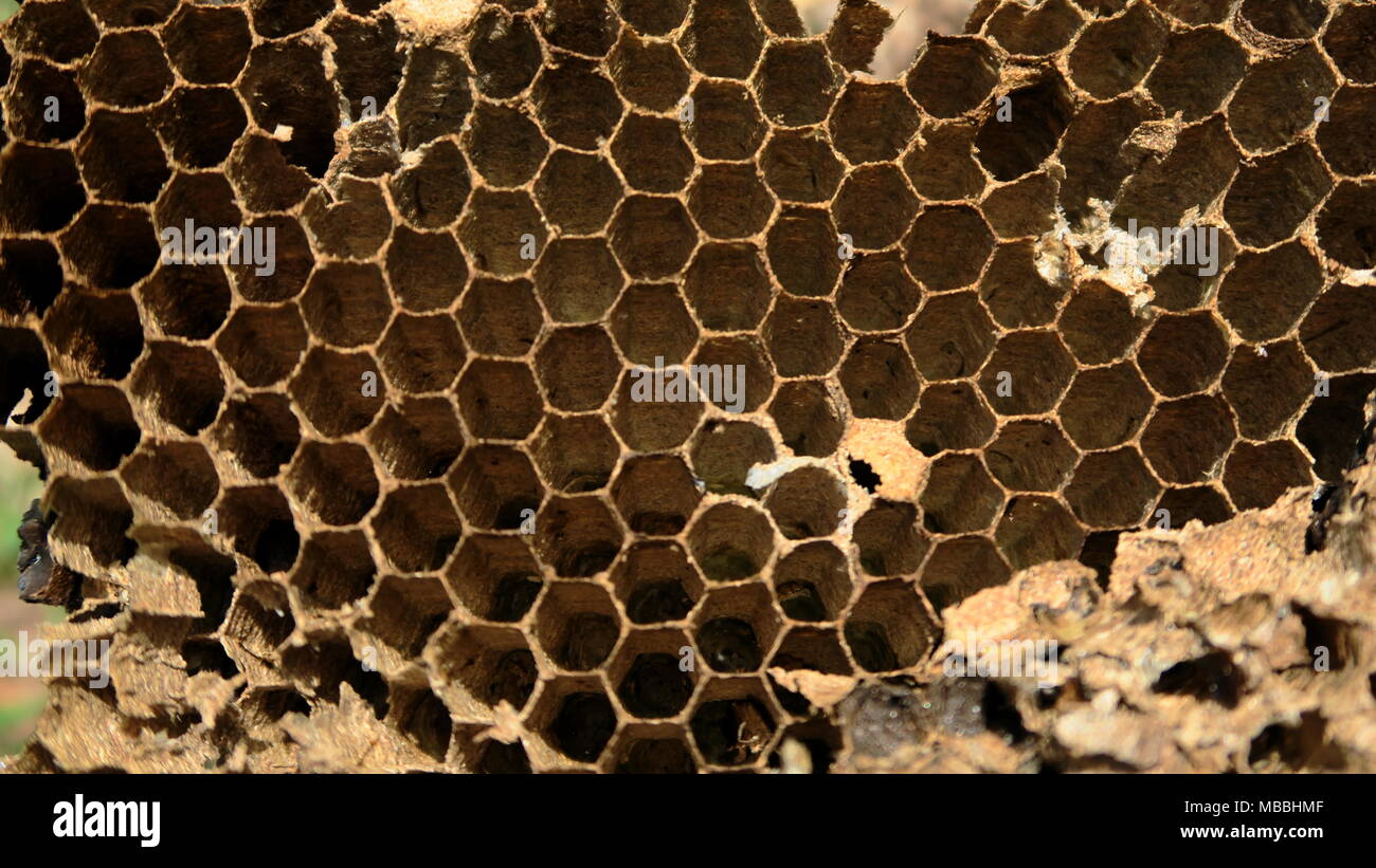 Abandoned wasp nest in forest Stock Photo - Alamy