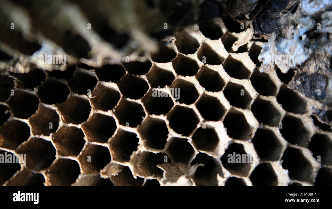Abandoned wasp nest in forest Stock Photo - Alamy