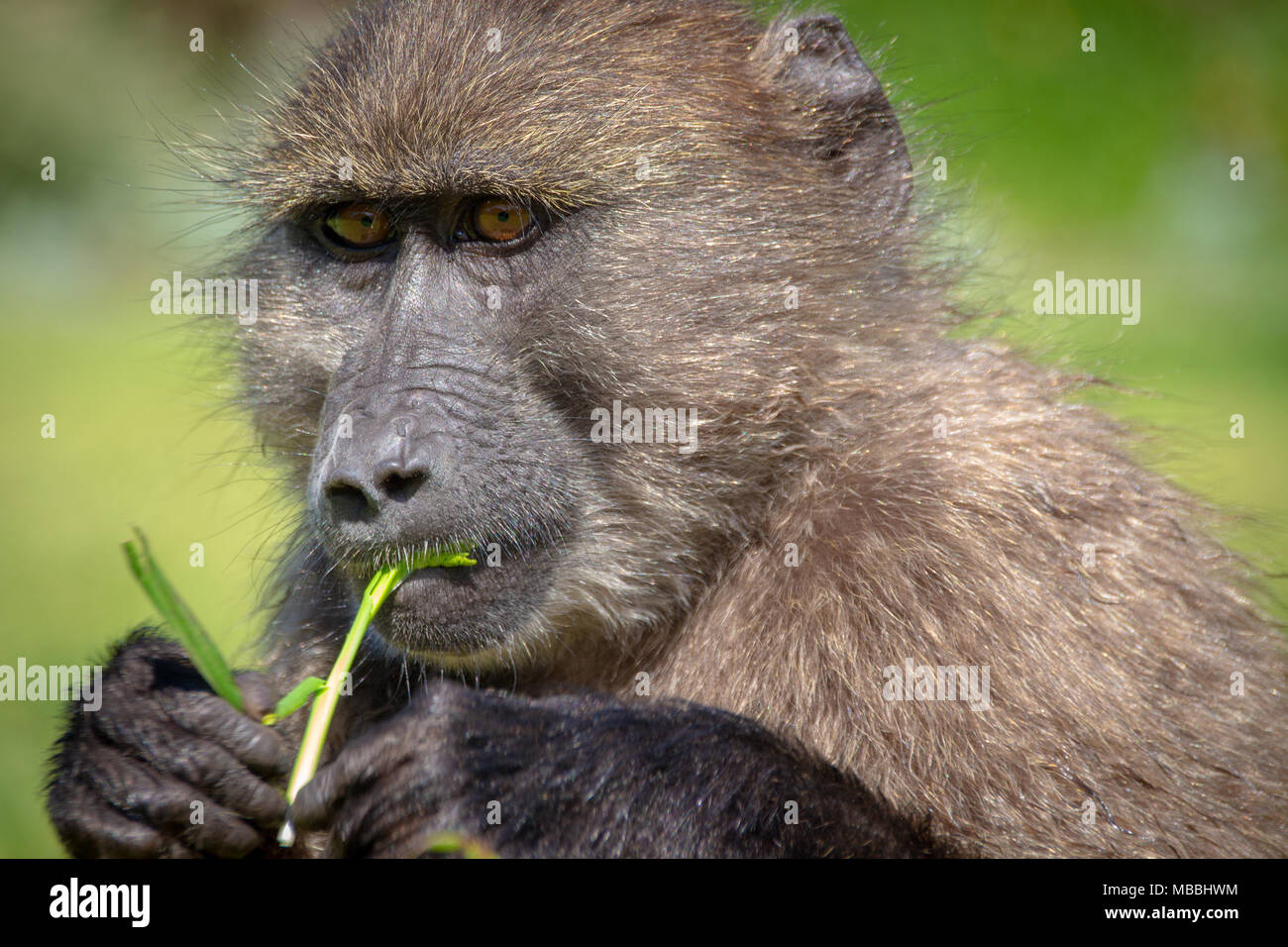 Portrait of a Baboon Stock Photo