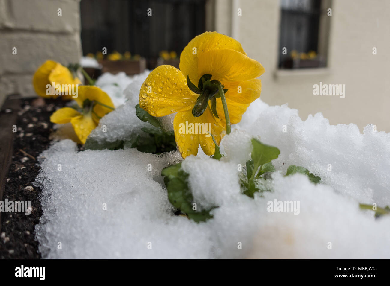 Pansies in window box coveerd with snow. hardy pansies can survive light freezes, ideal for Washington, DC varied March weather. Stock Photo
