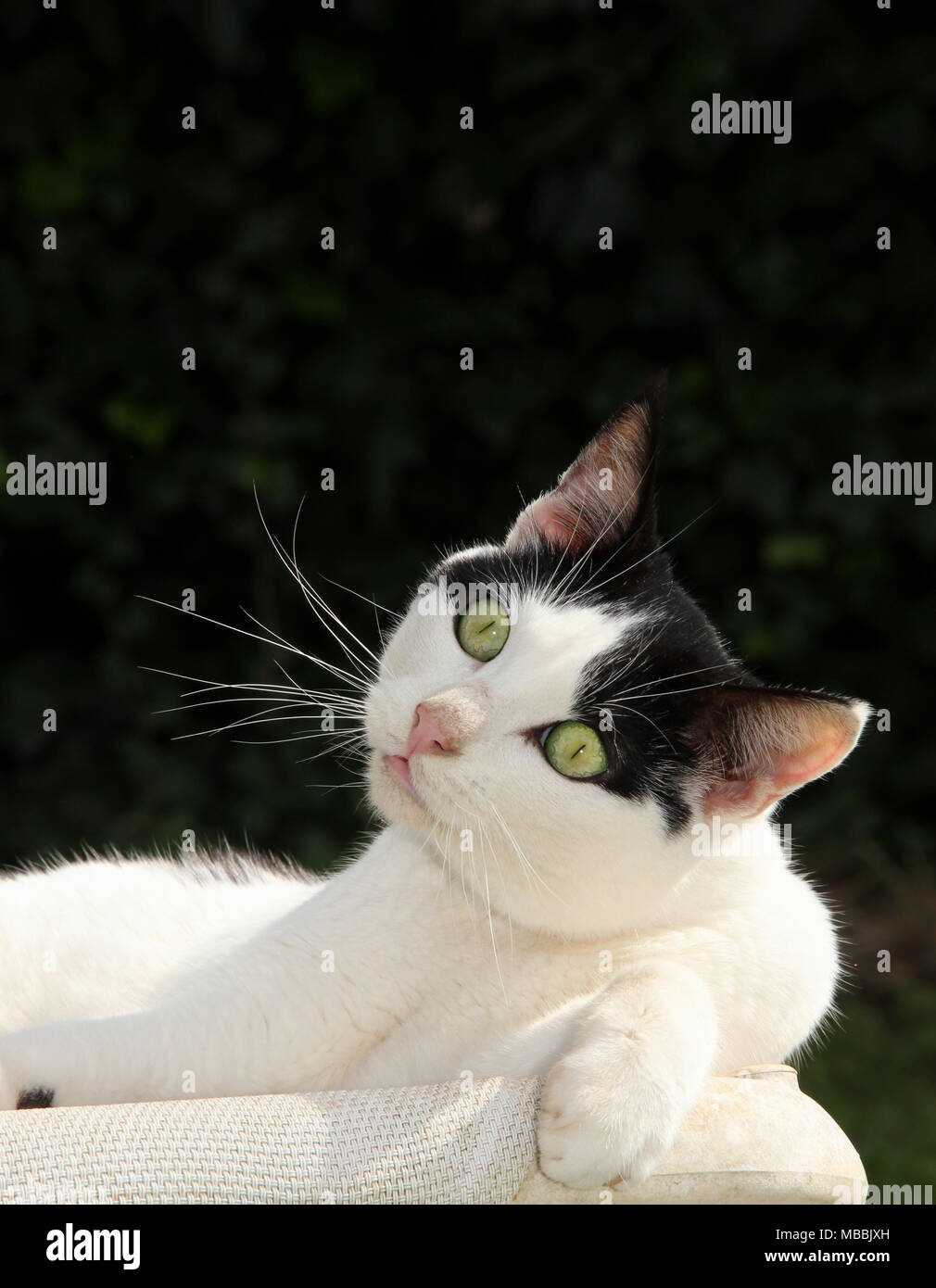 domestic cat, tuxedo, portrait Stock Photo