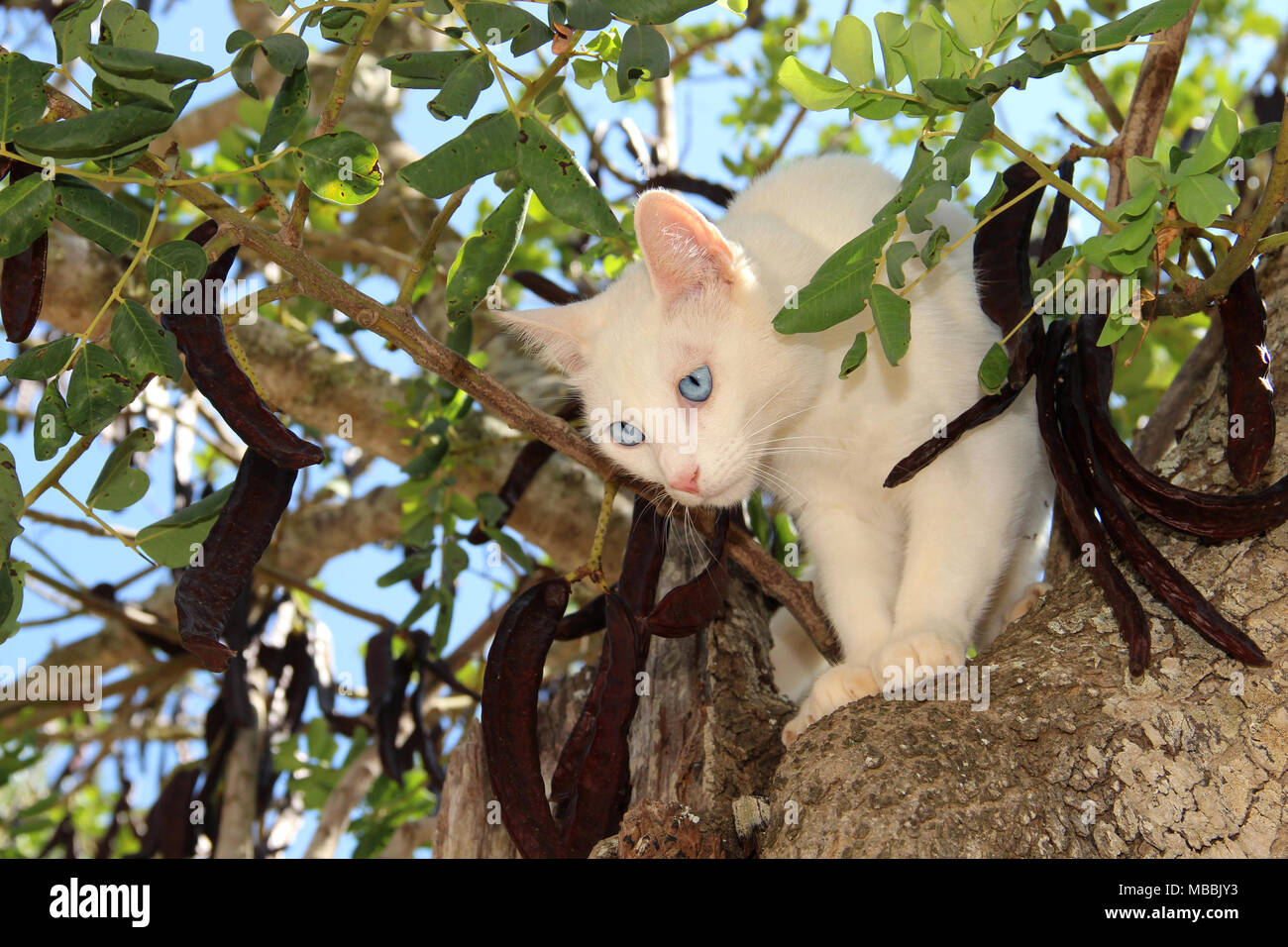 white cat climbing on a carob tree Stock Photo