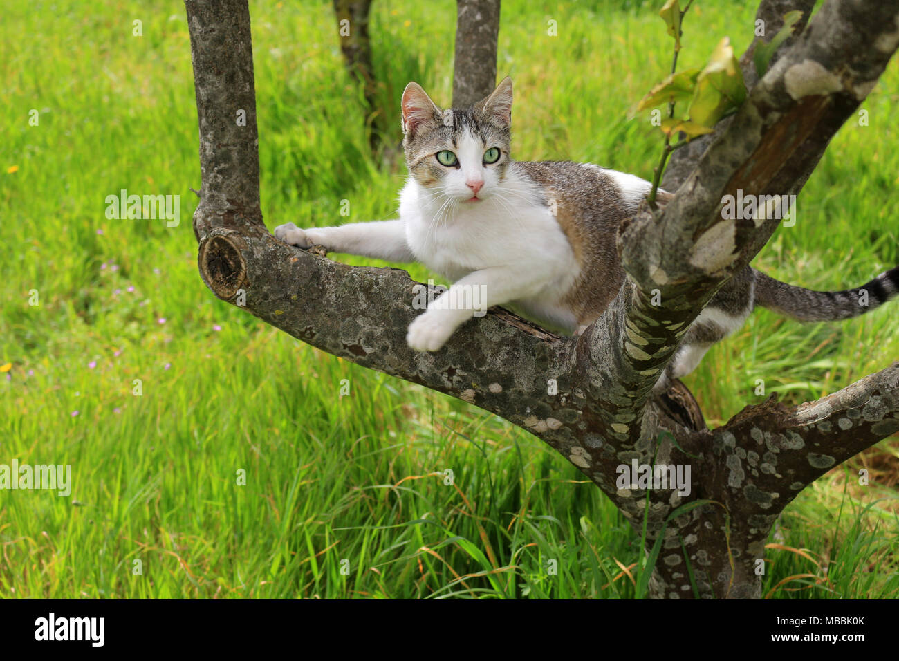 domestic cat, black tabby white, climbing on a tree Stock Photo Alamy